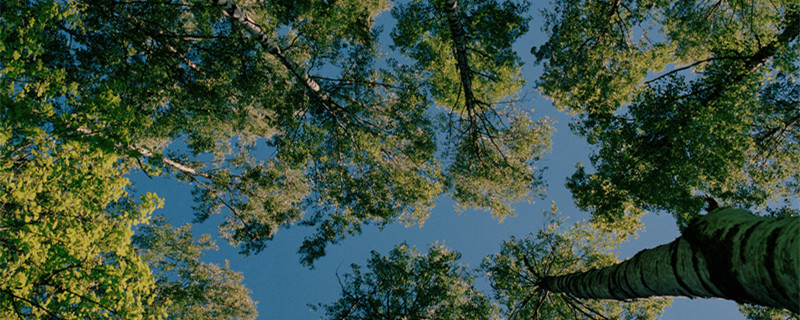 摄图网_501452770_瑞典斯德哥尔摩公园白杨树（企业商用）1.jpg